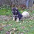 1-chiot-male-berger-allemand-pure-race