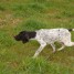 chiots-pointer-lof-male