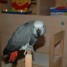 perroquet-gris-du-gabon-bebe