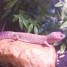 vend-gecko-blizzar-aux-yeux-de-serpent