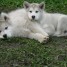 3-chiots-males-malamutes-lof