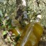 huile-d-olive-vierge-directrement-du-producteur