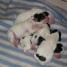 a-reserver-chiots-parson-russell-terrier