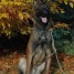 femelle-malinois-losh-8-semaines-disponible