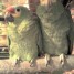 vend-couple-perroquet