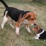 chiots-et-chiens-beagle-parson-et-jack-russell-terrier