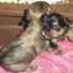 a-reserver-chiots-yorkshire-males