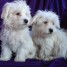 bichon-maltais-a-vendre