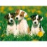 a-vendre-jack-russell