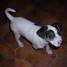 jack-russel-male-4-mois