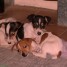 jack-russel-chiots