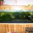 aquarium-300l-meuble-cichlides-plantes-rampes-neons
