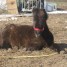 poney-shetland