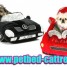 car-pet-beds-factory-in-china-pet-bed-cat-tree-factory-in-china-dog-beds-from-china-pet-supplier-pet-products-manufacturer-cat