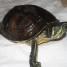 urgent-vend-tortue-aquatique