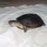 urgent-vend-tortue-aquatique