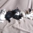 donne-adorable-chatons