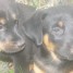 chiots-beaucerons