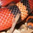 urgent-serpent-lampropeltis-hortensis-faux-corail