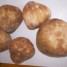 vends-truffes-d-algerie-fraiches-prix-a-negocier