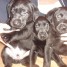 3-magnifiques-bebes-males-labrador-noirs-a-vendre