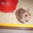 vente-de-bebe-hamster
