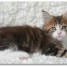 chatons-maine-coon-a-reserver