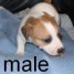 chiot-type-jack-russell