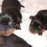bb-rottweiler-royal-grande-taille