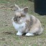 lapins-nains-belier-angora