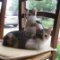 donne-deux-chattes-isbelle