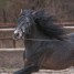 mon-cheval-tesoro-de-5ans-cherche-famille-d-acceuil