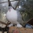 pigeons-paons-ou-queue-de-paon-indien-ou-lahore-lavande