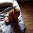 3-adorables-chats-roux-cherchent-adoptants-definitifs