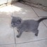 a-reserver-chatons-chartreux