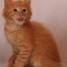 tb-femelle-mainecoon-red-tabby