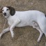 donne-chien-croise-beagle