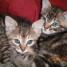 a-donner-2-chatons-male