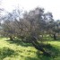 huile-d-olive-100-naturelle-direct-producteur