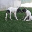 chiots-pointers