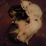 adorables-chatons-nes-le-27-05-09