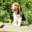 chiots-beagle-pure-race