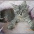a-reserver-chaton-maine-coon