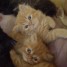 4-adorables-chatons-persans