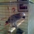 magnifique-perroquet-gris-du-gabon-elevee-main-femelle