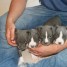 a-reserver-chiots-american-staffordshire-terrier-bleu-au-l-o-f