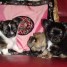 adorables-chiots-chihuahua-poil-long