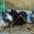 donne-lapins-angora-2-mois-et-demi