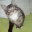 vds-5-chatons-maine-coon