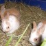 lapins-nains-6-semaines